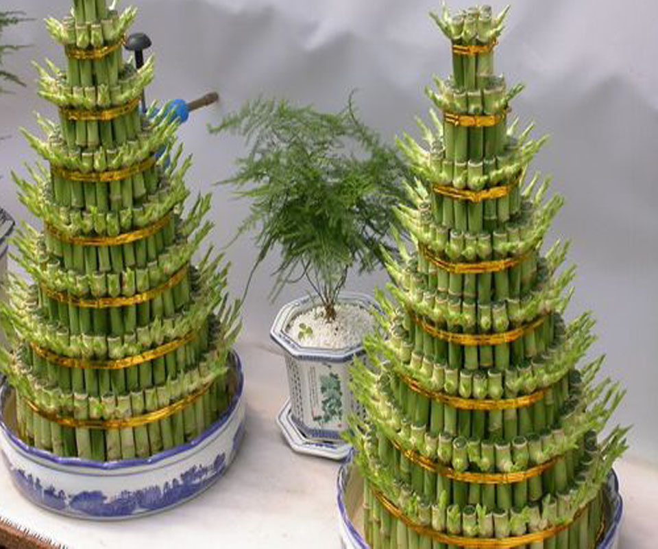 富贵竹风水图片