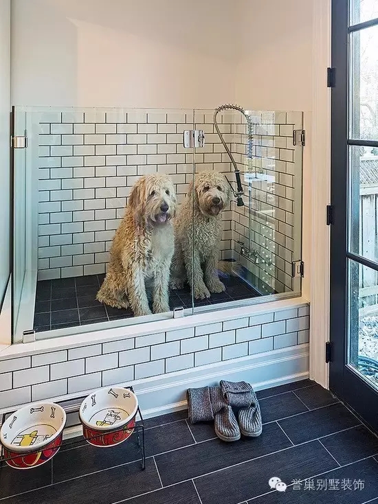 640.webp (2).jpg 宠物沐浴房装饰1图片