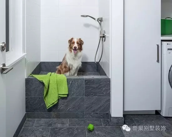 640.webp (3).jpg 宠物沐浴房装饰2图片