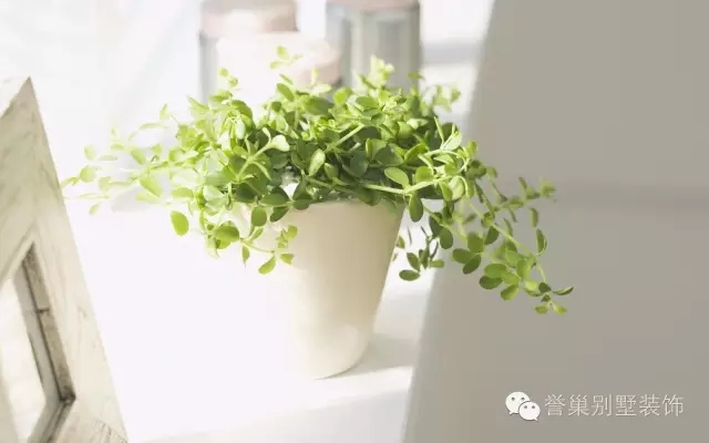 640.webp (26).jpg 植物摆设风水效果图