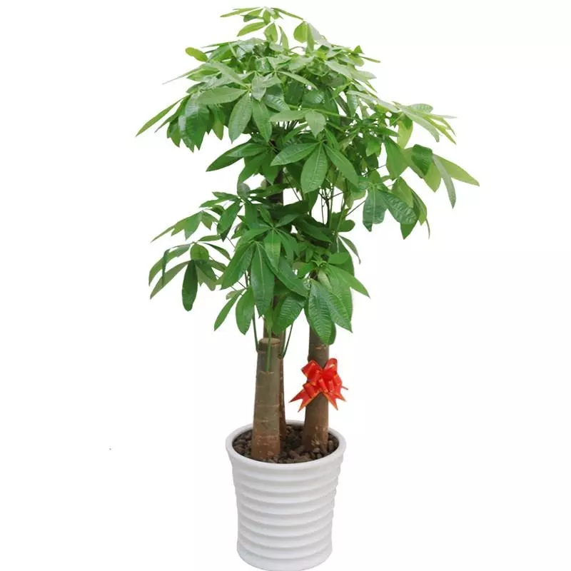 别墅装潢风水植物