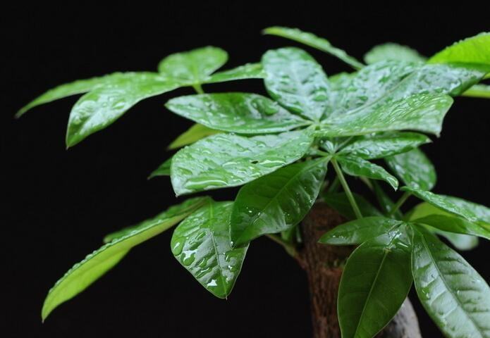 招财树装饰风水